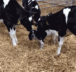 搞笑视频三驴子爆料,揭秘娱乐圈那些不为人知的幕后趣事  第1张