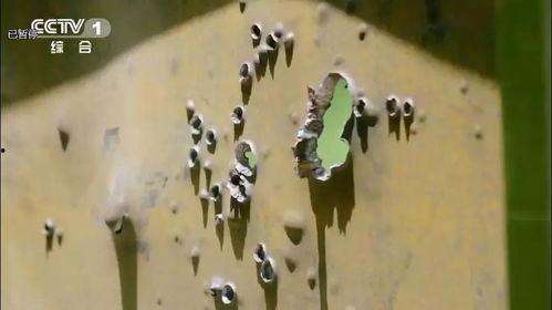 穿甲弹爆料视频,震撼爆料的军事武器实况解析 第1张 穿甲弹爆料视频,震撼爆料的军事武器实况解析 第1张